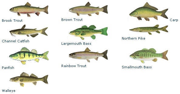 Fish Identification Chart Ontario